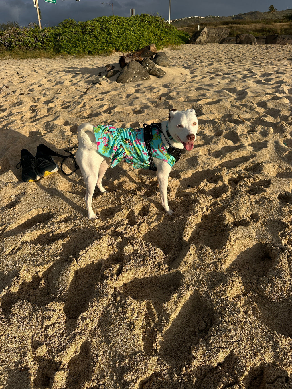 Can I use a Harness with my doggy Hawaiian shirt or dress?