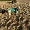 Can I use a Harness with my doggy Hawaiian shirt or dress?
