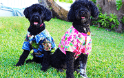 dog shorts and Hawaiian clothes