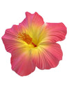 Large Hibiscus Flower Hair Clip Pink Yellow