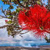 The Lehua Love Story: A Hawaiian Myth Blooms in August - Shaka Time Hawaii