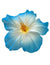 Large Hibiscus Flower Hair Clip White Blue