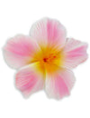 Large Hibiscus Flower Hair Clip White Pink - ShakaTime